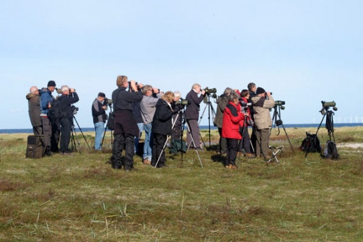 Birdwatching at Falsterbo Lighthouse